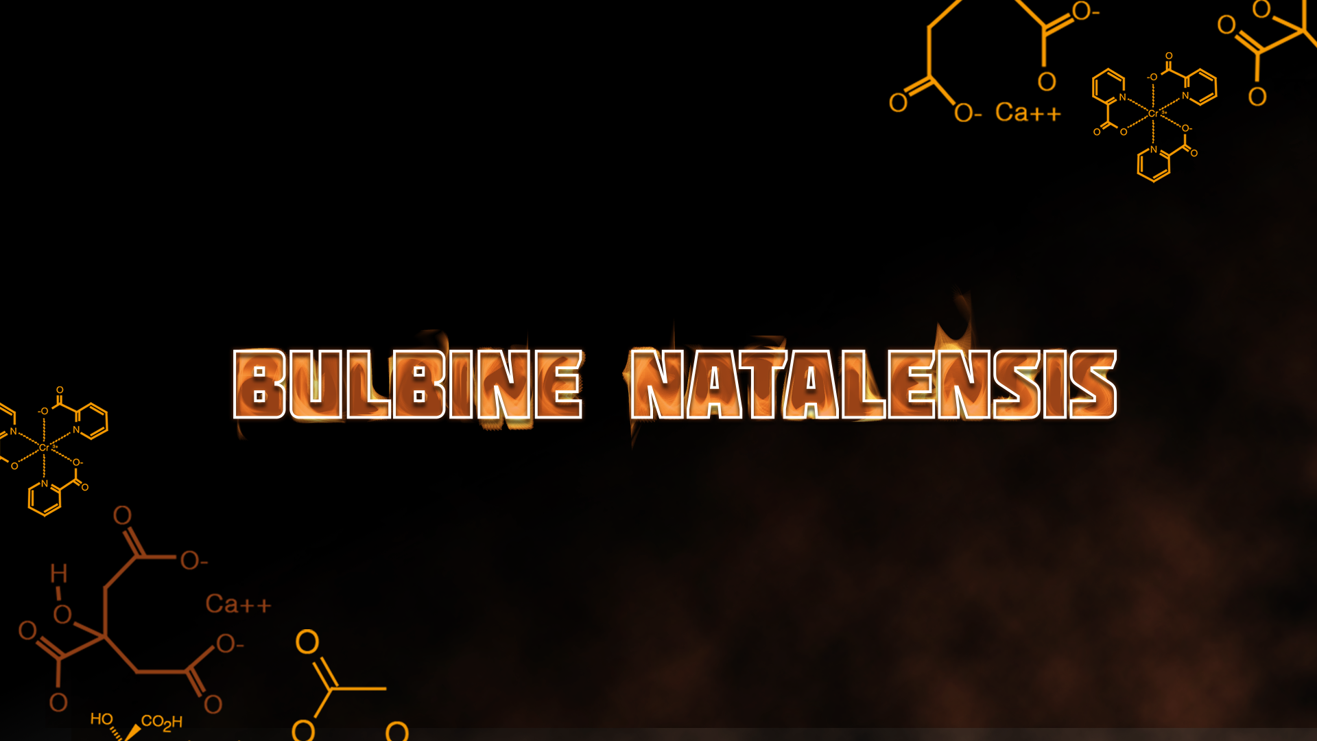 Bulbine Natalensis